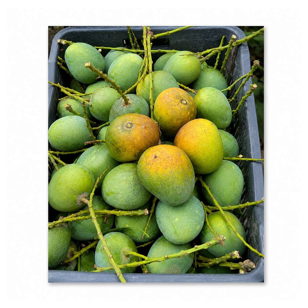 Mango