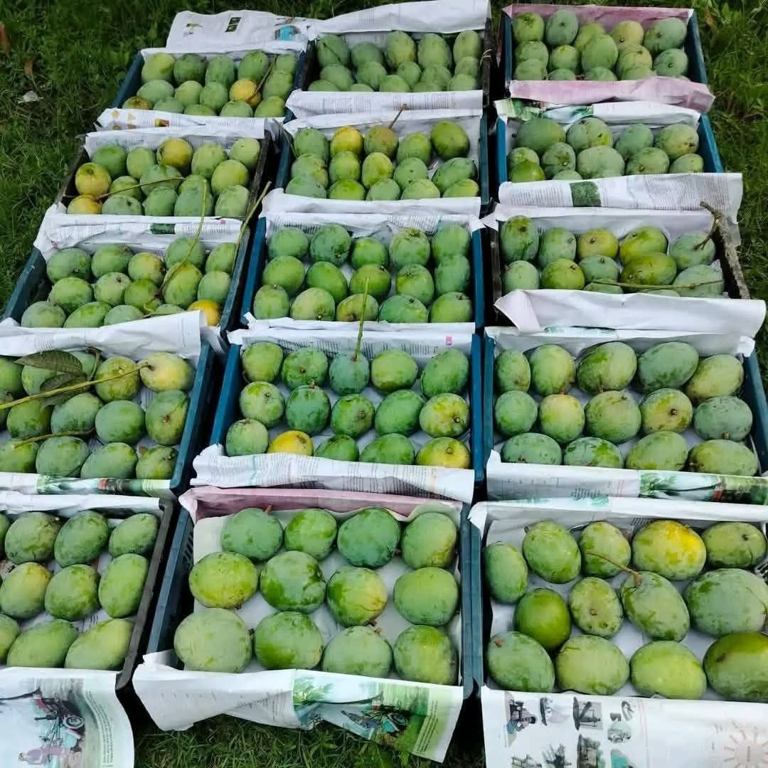 Mango